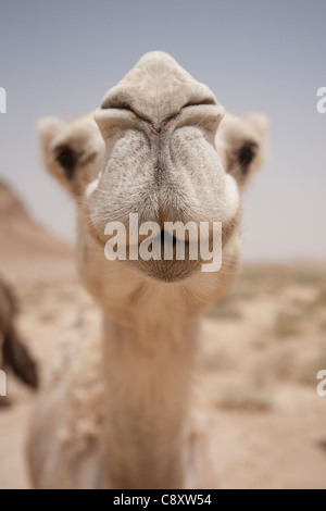 Close-up détail d'un chameau en face. Prises dans le désert près de Riyadh, Arabie Saoudite Banque D'Images