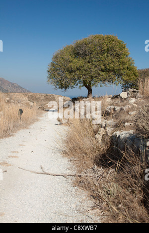 Un arbre isolé se trouve dans les ruines de la forteresse d'Antimachia sur l'île grecque de Kos, Grèce Banque D'Images