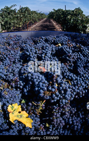 Les petits fruits (raisins Cabernet), pris au cours de la récolte à Rutherford, Napa Valley, Californie Banque D'Images