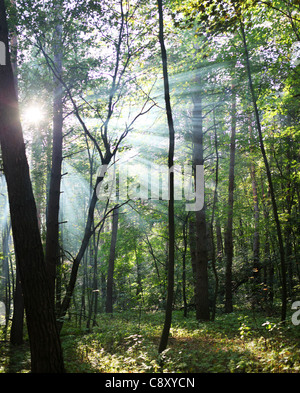 Rayons de soleil à travers les arbres dans la forêt. Banque D'Images