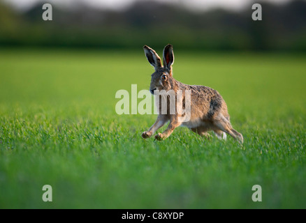 Lièvre brun Lepus europaeus sur champ de blé d'hiver Norfolk UK la fin de l'hiver Banque D'Images