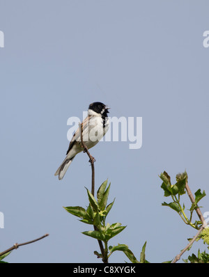 Reed Bunting Emberiza schoeniclus printemps Norfolk Titchwell mâle Banque D'Images