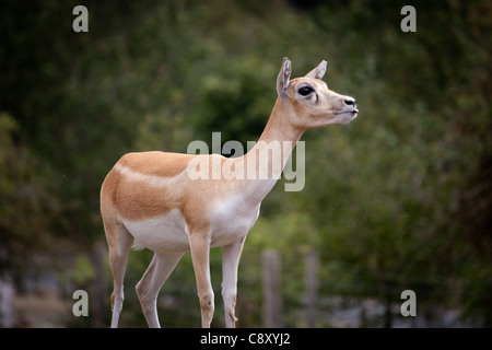 La conduite par West Midlands Safari Park, photographie de tous les animaux s'asseoir, manger, courir et jouer. Banque D'Images