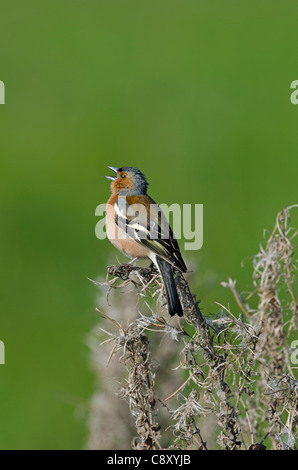 Chaffinch Fringilla coelebs mâle en chanson printemps Norfolk Banque D'Images