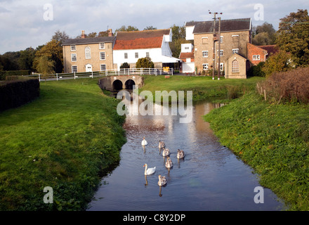 Cygnes sur River Deben et Rackhams moulin à eau, Wickham Market, Suffolk, Angleterre Banque D'Images