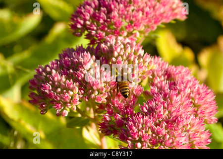 L'alimentation de l'abeille sur Sedum spectabile plant Banque D'Images