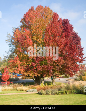 Liquidambar styraciflua copalme d'Amérique, la ou les feuilles en automne, redgum Banque D'Images