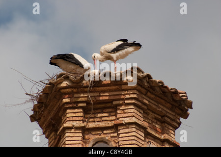 Un couple de Cigognes blanches, Ciconia ciconia, avec un poussin, nichant sur une tour en Espagne. Banque D'Images