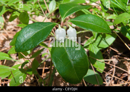 Teaberry (Gaultheria procumbens) Banque D'Images