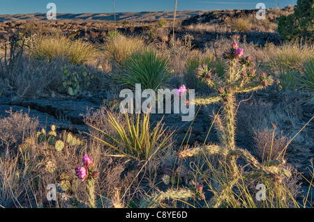 Cholla cactus en fleur champ de lave Carrizozo Malpais coulées en Vallée d'incendies, de Tularosa près du bassin de Carrizozo, New Mexico, USA Banque D'Images
