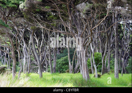 De vieux arbres sur l'île d'Urupukapuka, Bay of Islands, Île du Nord, Nouvelle-Zélande Banque D'Images