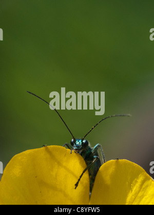 D'épaisseur de fleurs à pattes-beetle - Oedemera nobilis Banque D'Images