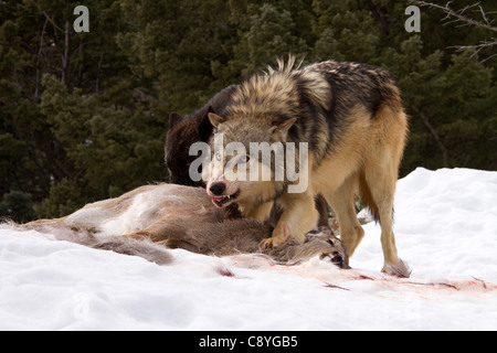 Gray Wolf, Canis lupus manger leur tuer Banque D'Images