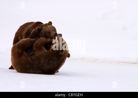 L'ours grizzli (Ursus arctos horribilis, jouer la lutte contre Banque D'Images