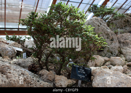 Un nain de l'orme (Ulmus parvifolia) dans les serres du Jardin botanique de l'Université de Cambridge Banque D'Images
