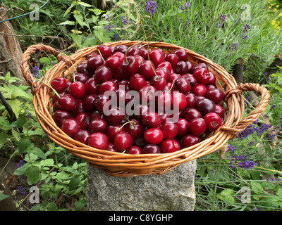 Panier rempli de cerises fraîchement cueillies à partir de mon propre jardin. Banque D'Images