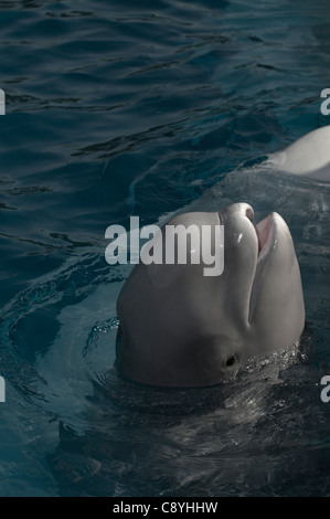 Baby Beluga Banque D'Images