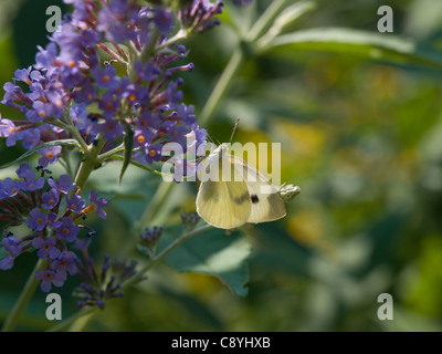 Le chou blanc (Pieris rapae) Banque D'Images