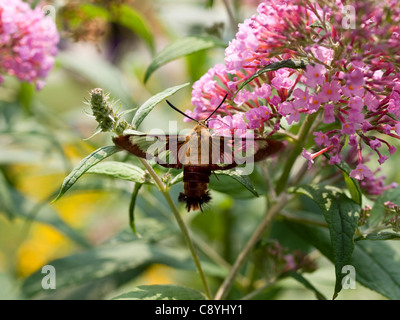 Sésie du colibri (Hemaris thysbe) Banque D'Images