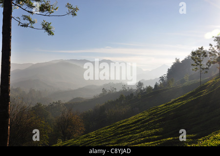 La brume flotte paresseusement loin de reculer au profit de l'ensoleillement du matin dans les collines de Munnar Banque D'Images