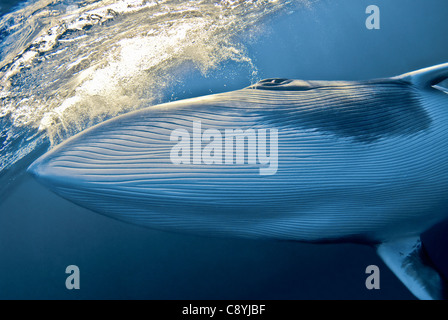 Dwarf petit rorqual Balaenoptera acutorostrata Grande Barrière de Corail, Mer de Corail, l'océan Pacifique, Queensland, Australie Banque D'Images