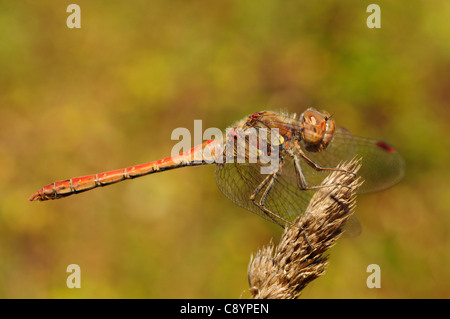 Commune mâle Sympetrum striolatum (dard) Banque D'Images