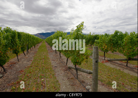 Vigne , Marlborough, île du Sud, Nouvelle-Zélande Banque D'Images