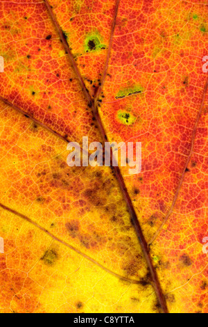 Close up d'une feuille d'automne Banque D'Images