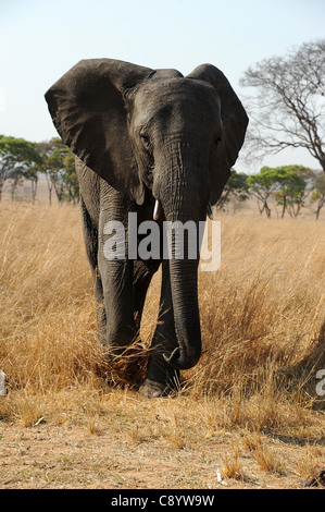 L'éléphant d'Afrique vivre la liberté d'Imire Safari Ranch à Harare, Zimbabwe. Banque D'Images