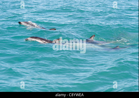 Les dauphins dans la mer autour de Kaikoura, Nouvelle-Zélande Banque D'Images