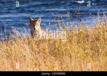 La chasse aux coyotes près de la firehole river in Yellowstone National Park. Banque D'Images