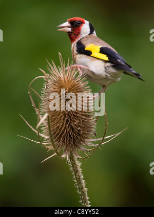 Carduelis carduelis chardonneret, qui se nourrit d'une tête de cardère Banque D'Images