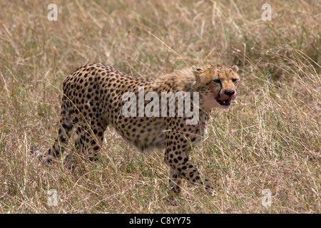 Le guépard, Acinonyx jubatus du sang sur son visage après la chasse dans le Masai Mara Banque D'Images