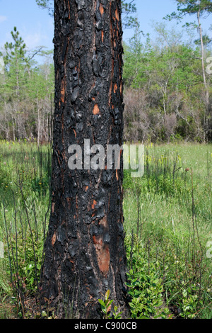 Pin des marais récemment brûlés Pinus palustris Forest Forêt nationale d'Apalachicola Floride USA Banque D'Images