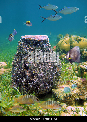 La vie marine sous-marine avec un canon géant éponge et poissons tropicaux dans la mer des Caraïbes, Bocas del Toro, PANAMA Banque D'Images