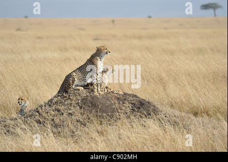 Le Guépard (Acinonyx jubatus) mère et ses deux grands oursons reposant sur une termitière Banque D'Images