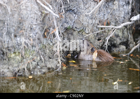 - Ragondin rat River - Le ragondin (Myocastor coypus) les jeunes à la recherche de nourriture dans l'eau Banque D'Images