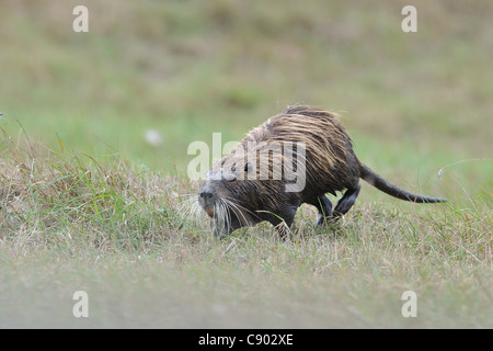 - Ragondin rat River - Le ragondin (Myocastor coypus) des profils de marcher dans l'herbe Banque D'Images