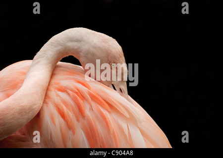 Flamant du Chili (Phoenicopterus chilensis) lissage Banque D'Images