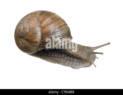 La photographie de studio d'un escargot de vigne vu de dos à dos blanc Banque D'Images