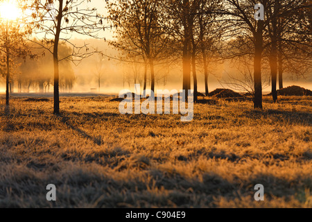 Lever du soleil dans le parc à la fin de l'automne. La brume, l'herbe en givre. Le soleil levant peint tout en couleur or. Banque D'Images