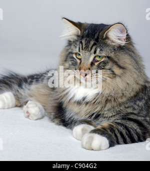 Jeune chat norvégien reposant sur le sol en gris clair retour Banque D'Images