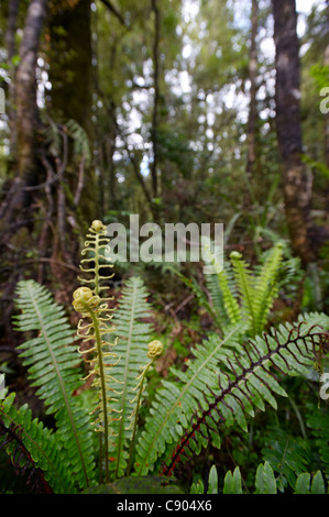 Fern en forêt tempérée, Westland National Park, South Island, New Zealand Banque D'Images