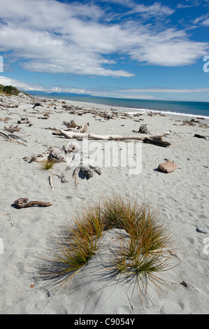 Herbe, sable et bois flotté à Ship Creek, South Island, New Zealand Banque D'Images