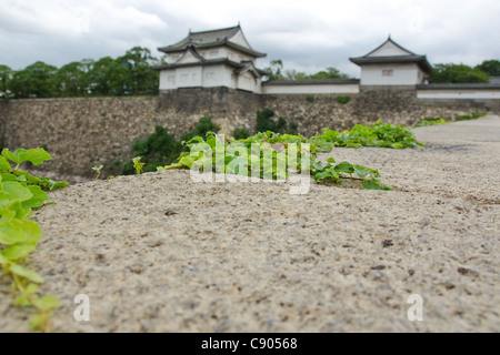 Détail de plants de vigne sur l'escalade le mur de fortification autour de château d'Osaka Banque D'Images