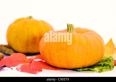 Cucurbita. Mini potirons sur les feuilles d'automne. Banque D'Images