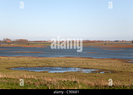 Prunjepolder avec e.a. La Bernache nonnette, l'Oosterschelde National Park, Schouwen-Duiveland, Nouvelle-Zélande, Pays-Bas Banque D'Images