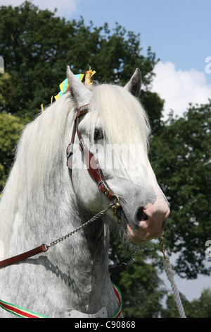 Shire Horse stallion Deighton trésor d'argent Banque D'Images