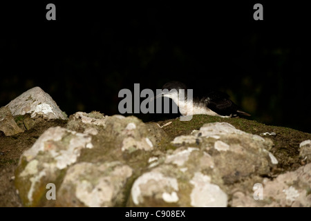 Manx Shearwater, Puffinus puffinus, la nuit sur l'île de Skomer Sud, Pembrokeshire, Pays de Galles, Royaume-Uni Banque D'Images