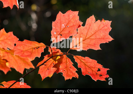 Feuilles de chêne à l'automne. Banque D'Images